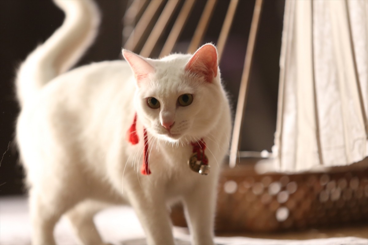 キュン死注意!?　猫好きにはたまらない激カワ『猫侍』フォト特集