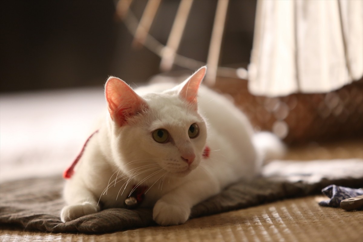 キュン死注意!?　猫好きにはたまらない激カワ『猫侍』フォト特集
