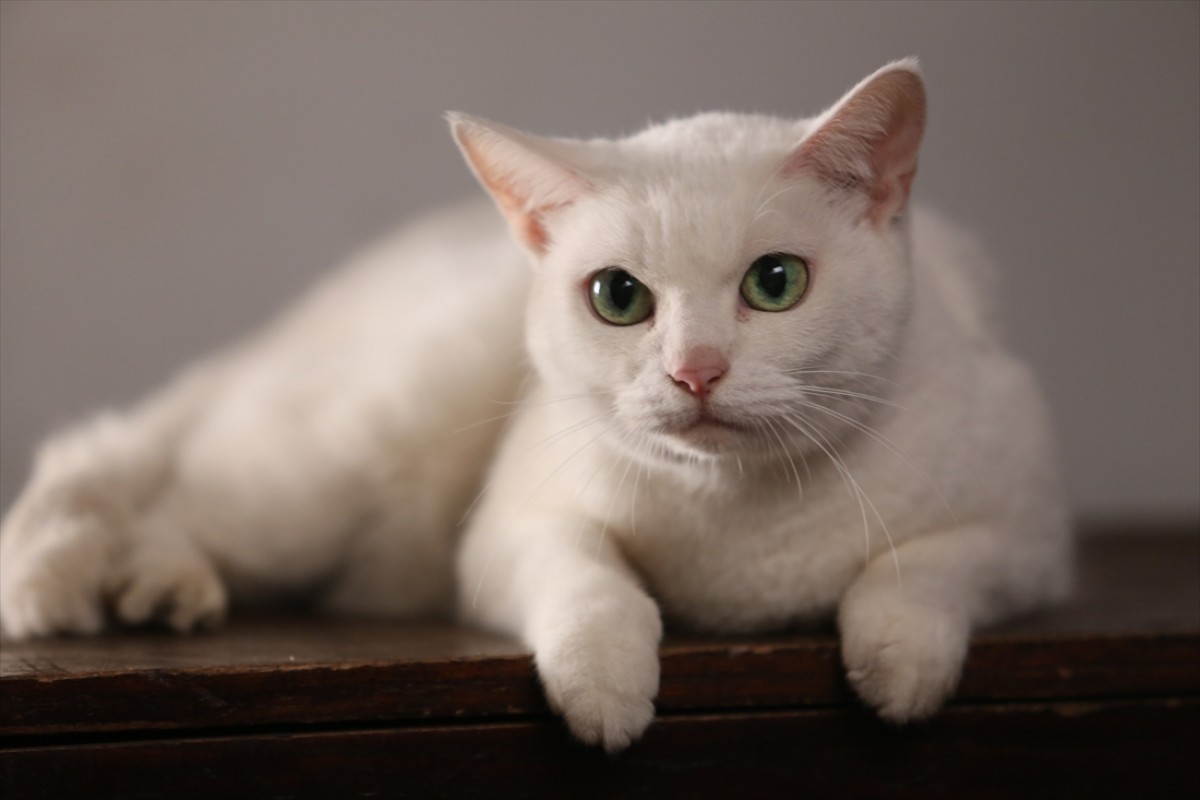 キュン死注意!?　猫好きにはたまらない激カワ『猫侍』フォト特集