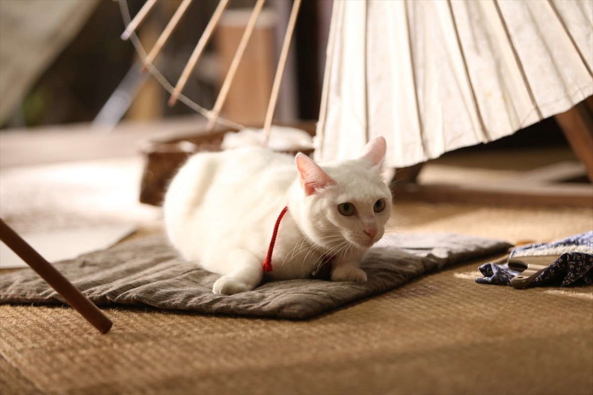 キュン死注意!?　猫好きにはたまらない激カワ『猫侍』フォト特集