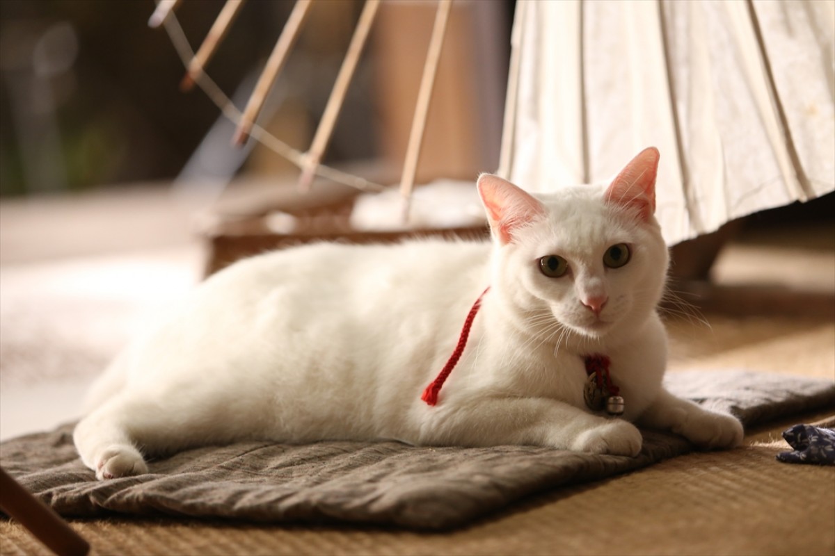 キュン死注意!?　猫好きにはたまらない激カワ『猫侍』フォト特集