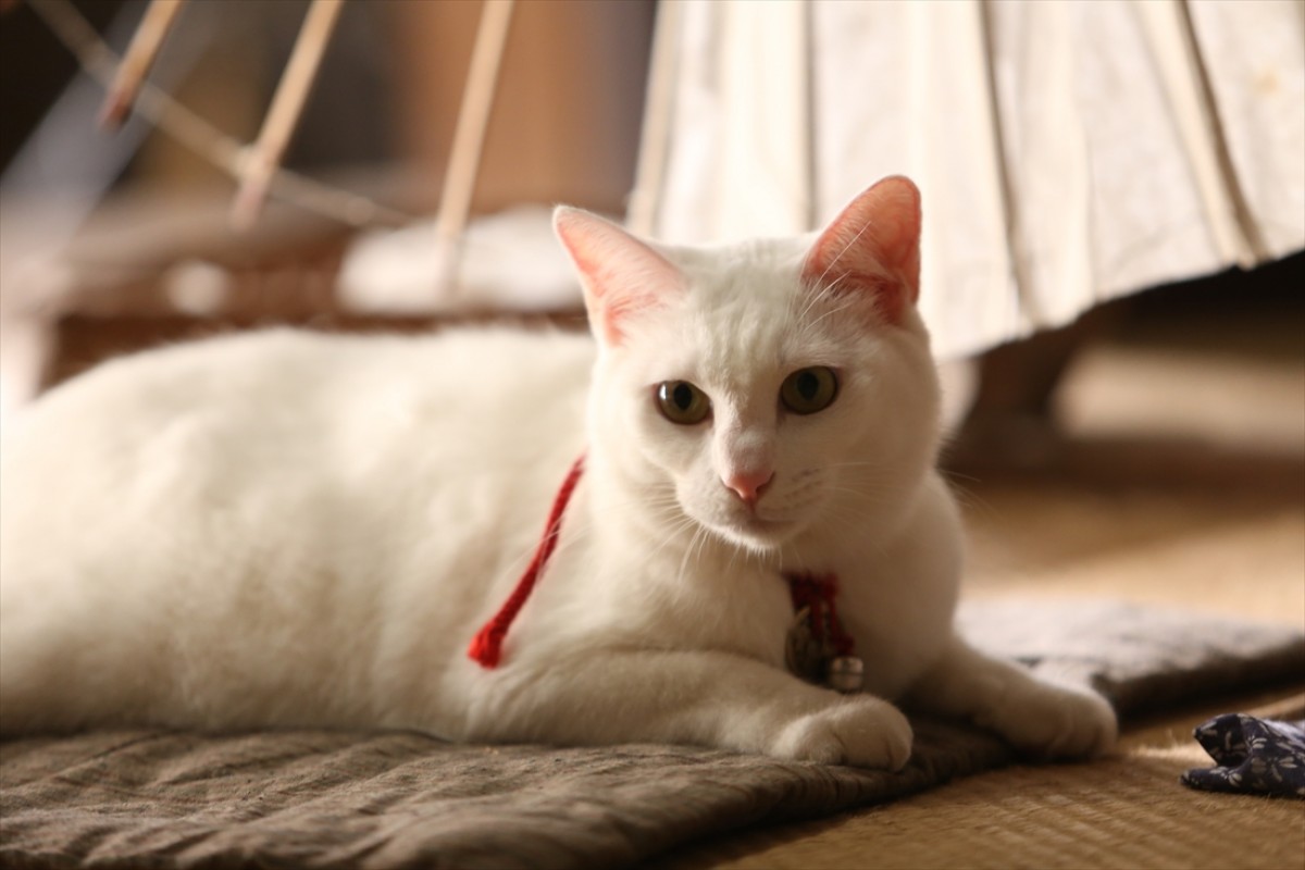 キュン死注意!?　猫好きにはたまらない激カワ『猫侍』フォト特集