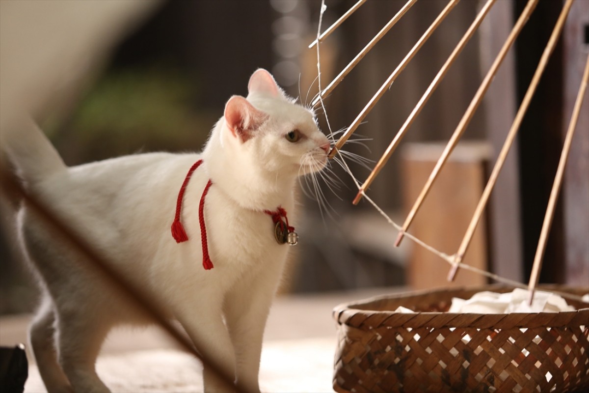 キュン死注意!?　猫好きにはたまらない激カワ『猫侍』フォト特集