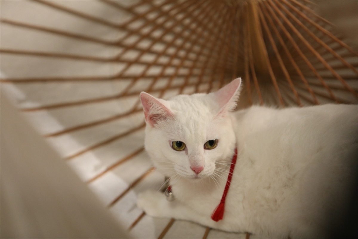 キュン死注意!?　猫好きにはたまらない激カワ『猫侍』フォト特集