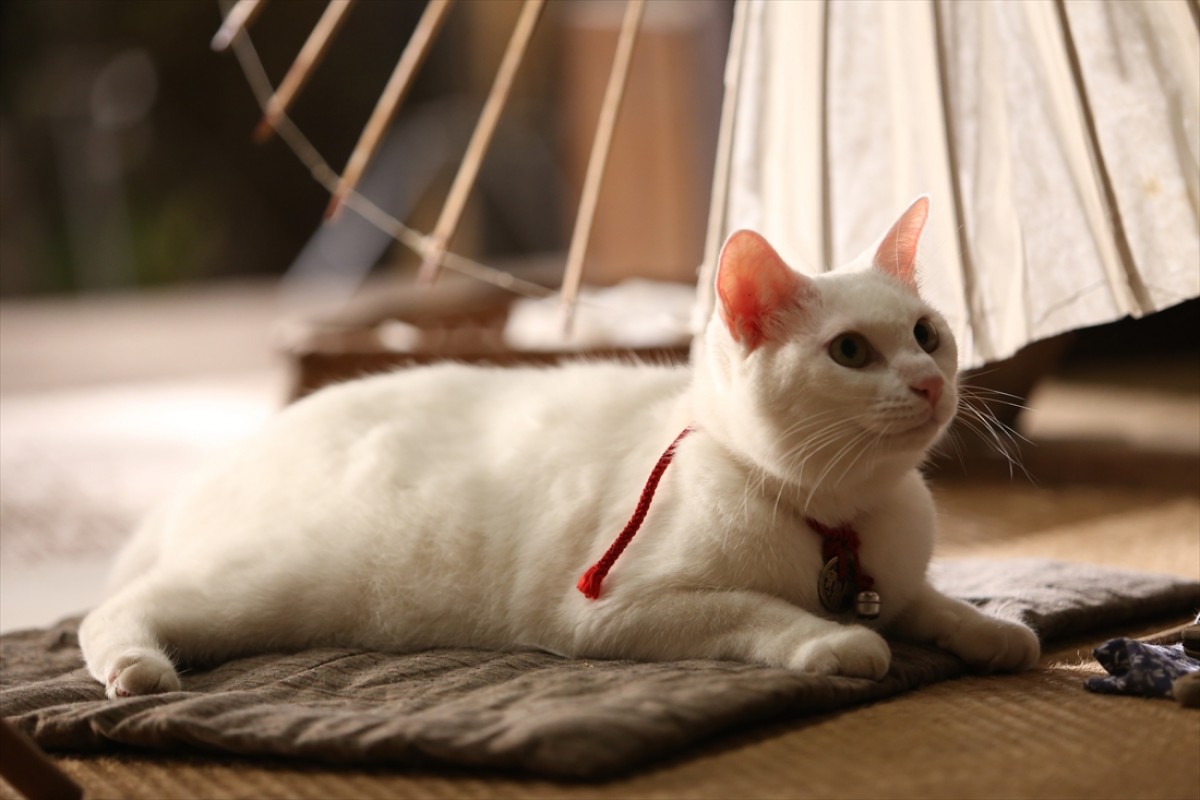 キュン死注意!?　猫好きにはたまらない激カワ『猫侍』フォト特集