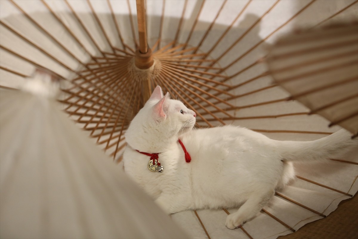キュン死注意!?　猫好きにはたまらない激カワ『猫侍』フォト特集