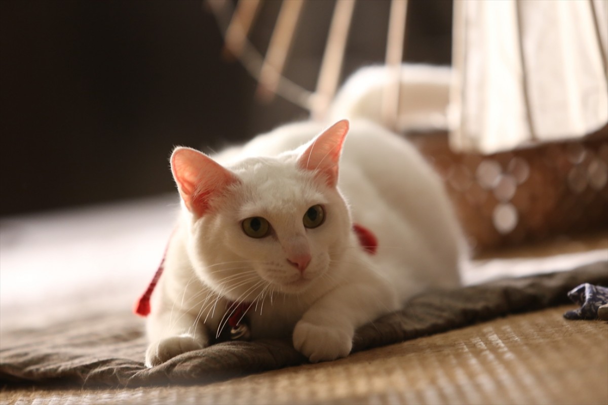 キュン死注意!?　猫好きにはたまらない激カワ『猫侍』フォト特集