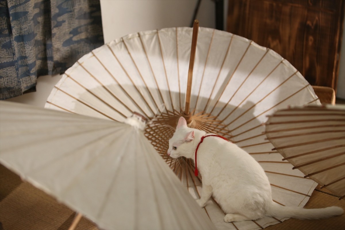 キュン死注意!?　猫好きにはたまらない激カワ『猫侍』フォト特集