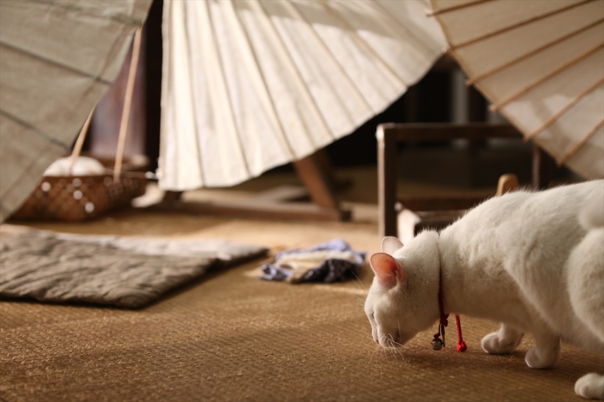 キュン死注意!?　猫好きにはたまらない激カワ『猫侍』フォト特集