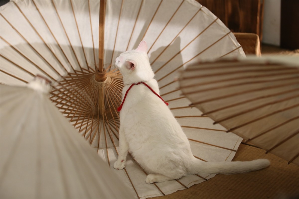 キュン死注意!?　猫好きにはたまらない激カワ『猫侍』フォト特集