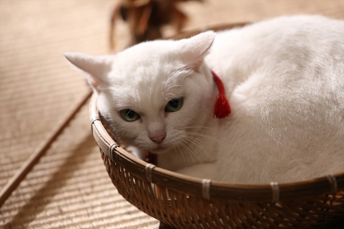 キュン死注意!?　猫好きにはたまらない激カワ『猫侍』フォト特集