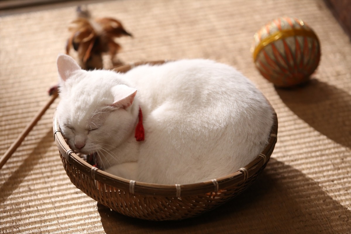 キュン死注意!?　猫好きにはたまらない激カワ『猫侍』フォト特集
