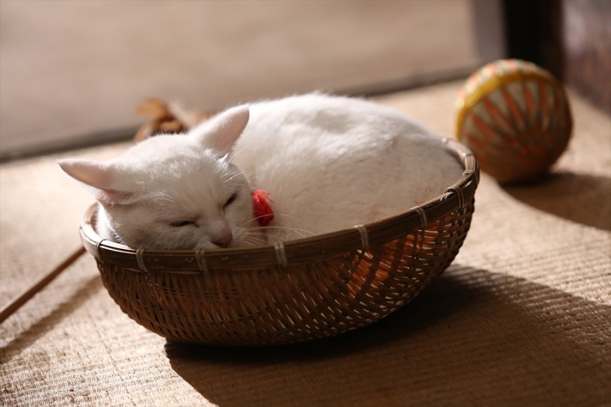 キュン死注意!?　猫好きにはたまらない激カワ『猫侍』フォト特集
