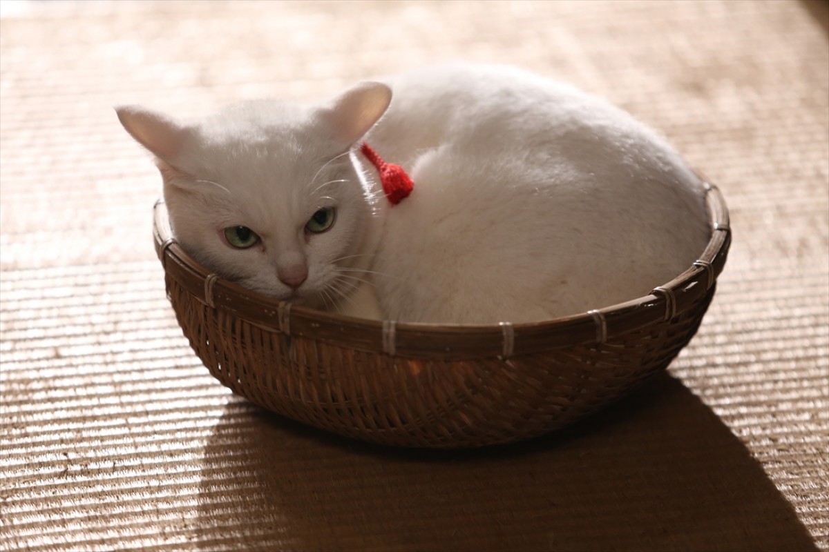 キュン死注意!?　猫好きにはたまらない激カワ『猫侍』フォト特集