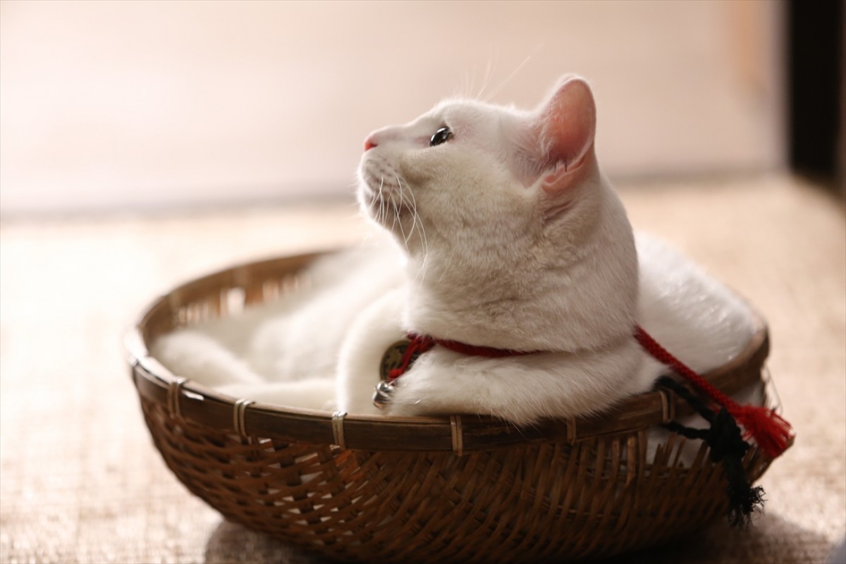 キュン死注意!?　猫好きにはたまらない激カワ『猫侍』フォト特集