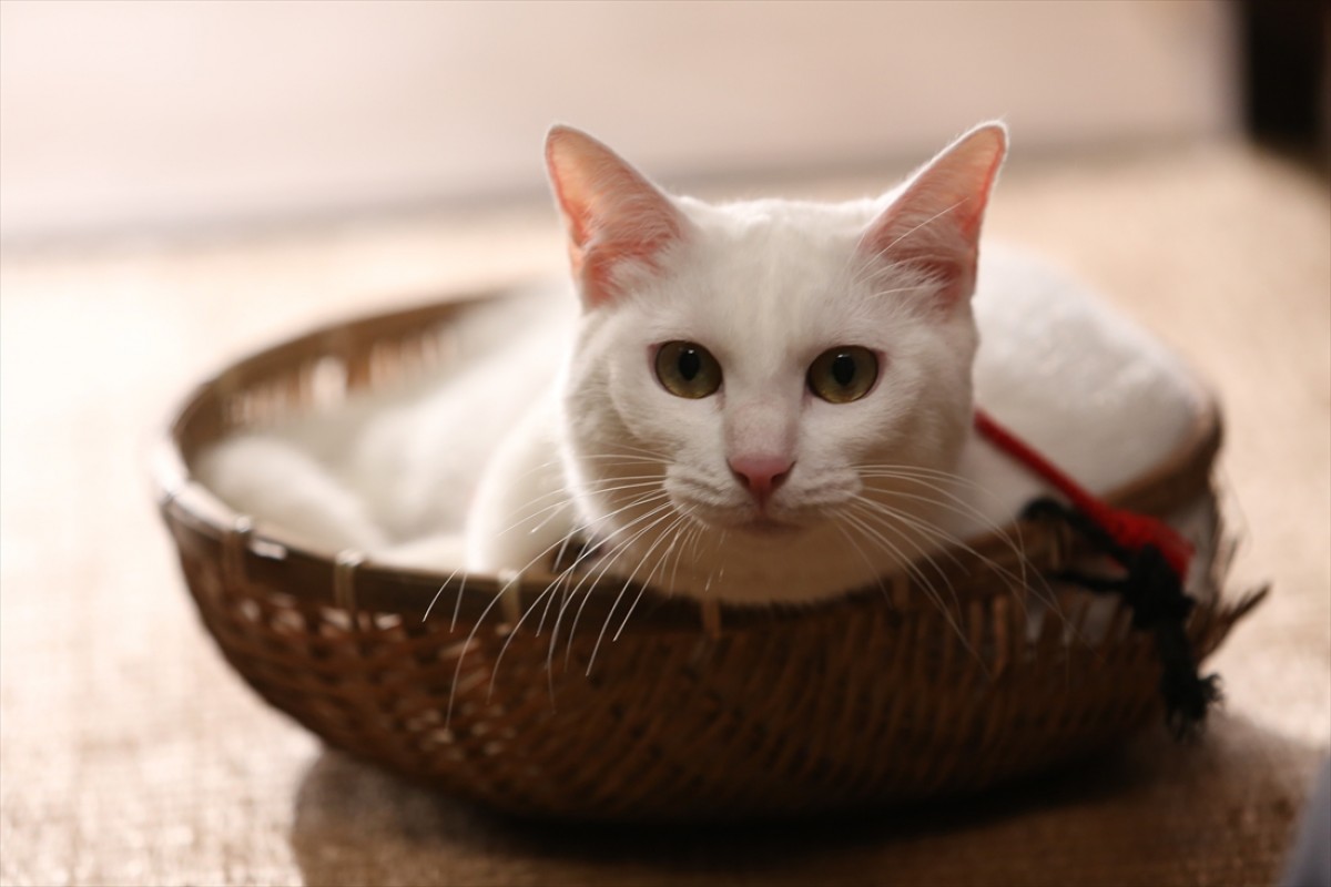 キュン死注意!?　猫好きにはたまらない激カワ『猫侍』フォト特集
