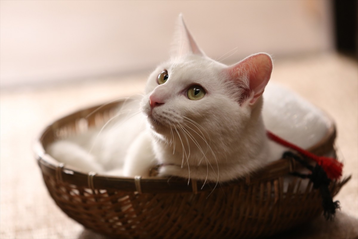 キュン死注意!?　猫好きにはたまらない激カワ『猫侍』フォト特集