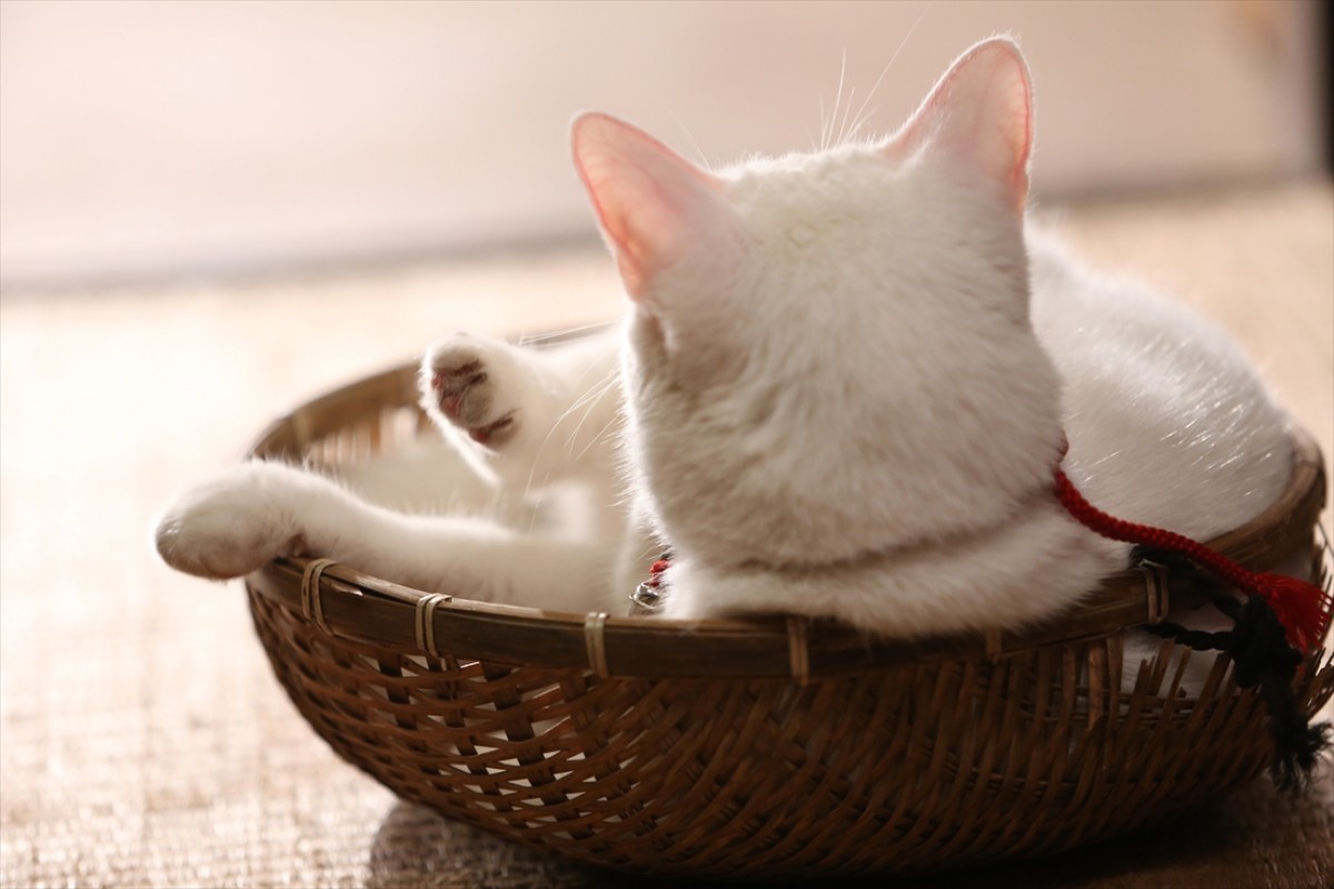 キュン死注意!?　猫好きにはたまらない激カワ『猫侍』フォト特集