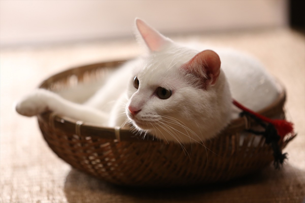 キュン死注意!?　猫好きにはたまらない激カワ『猫侍』フォト特集