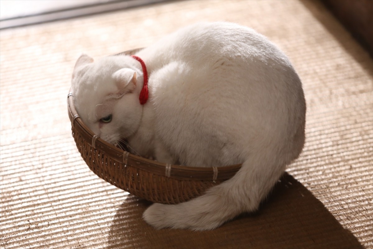 キュン死注意!?　猫好きにはたまらない激カワ『猫侍』フォト特集