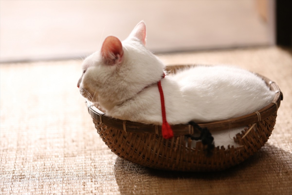 キュン死注意!?　猫好きにはたまらない激カワ『猫侍』フォト特集
