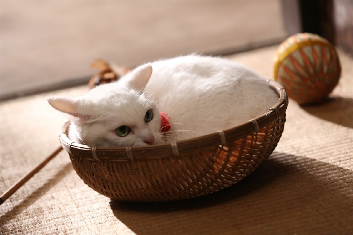キュン死注意!?　猫好きにはたまらない激カワ『猫侍』フォト特集