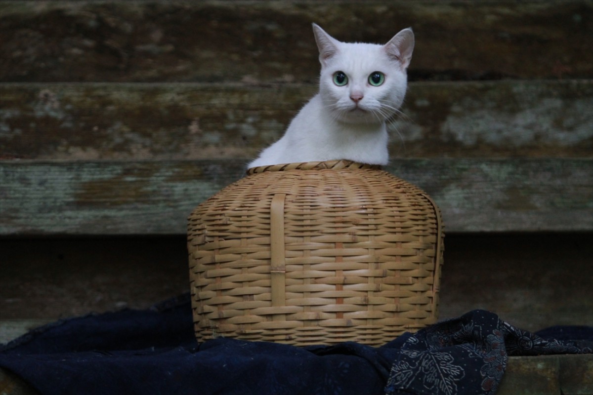 キュン死注意!?　猫好きにはたまらない激カワ『猫侍』フォト特集