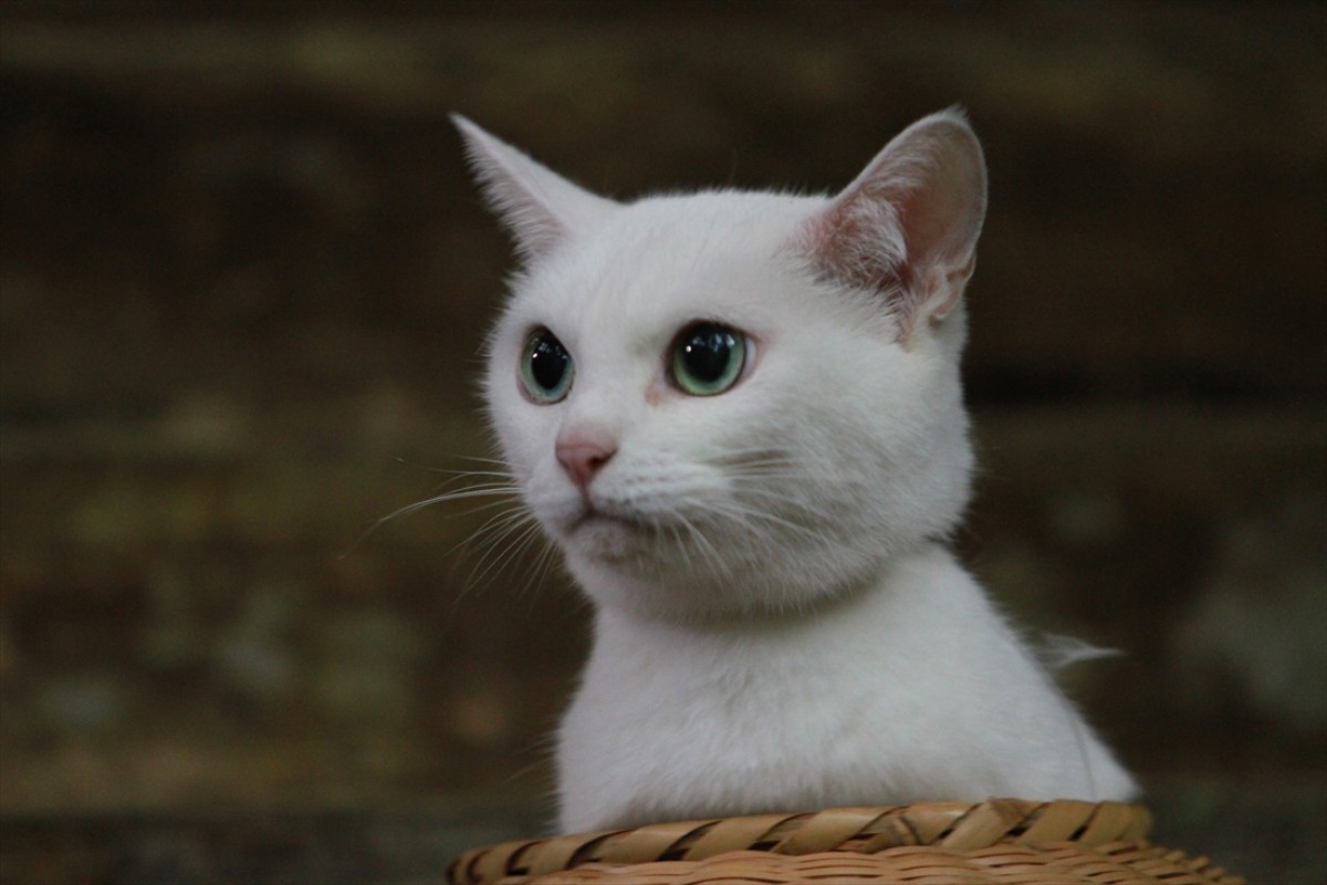 キュン死注意!?　猫好きにはたまらない激カワ『猫侍』フォト特集