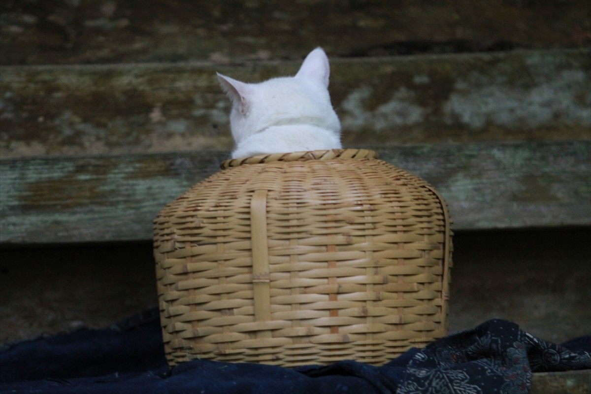 キュン死注意!?　猫好きにはたまらない激カワ『猫侍』フォト特集