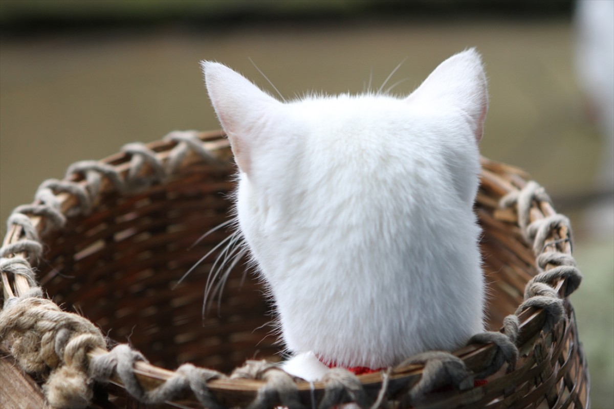 キュン死注意!?　猫好きにはたまらない激カワ『猫侍』フォト特集