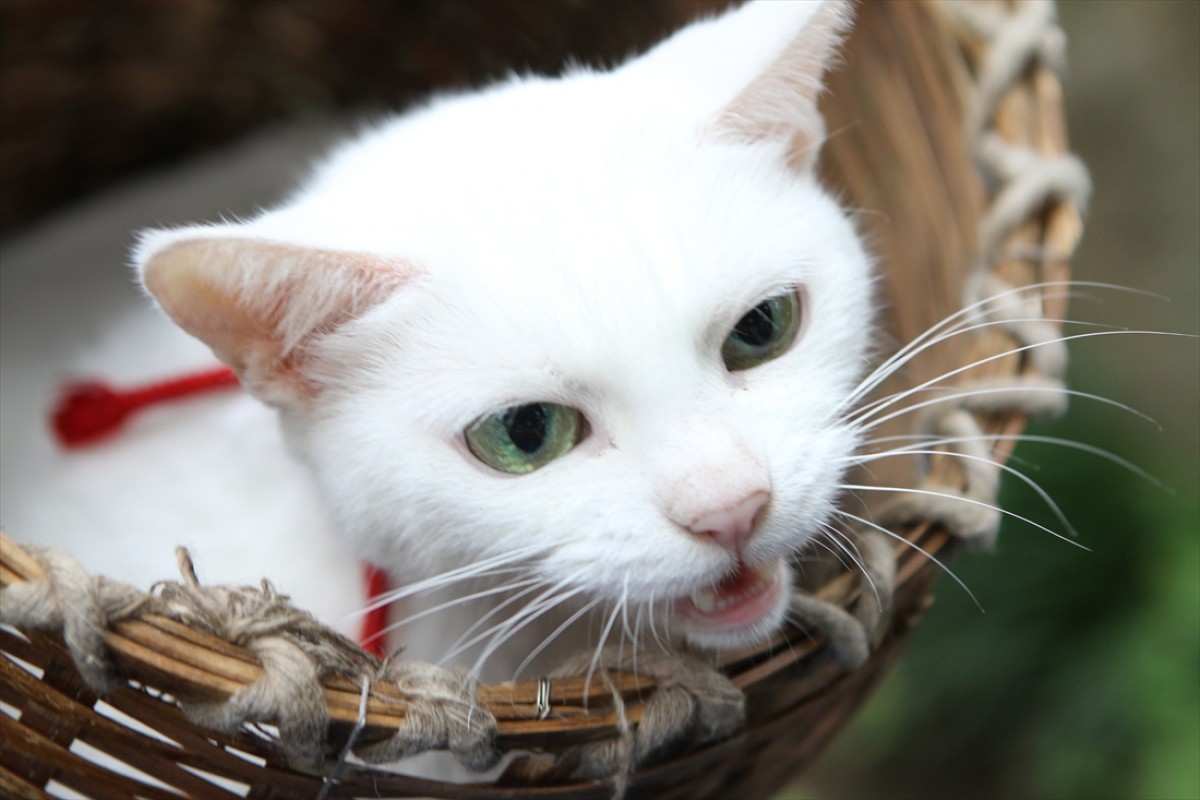 キュン死注意!?　猫好きにはたまらない激カワ『猫侍』フォト特集