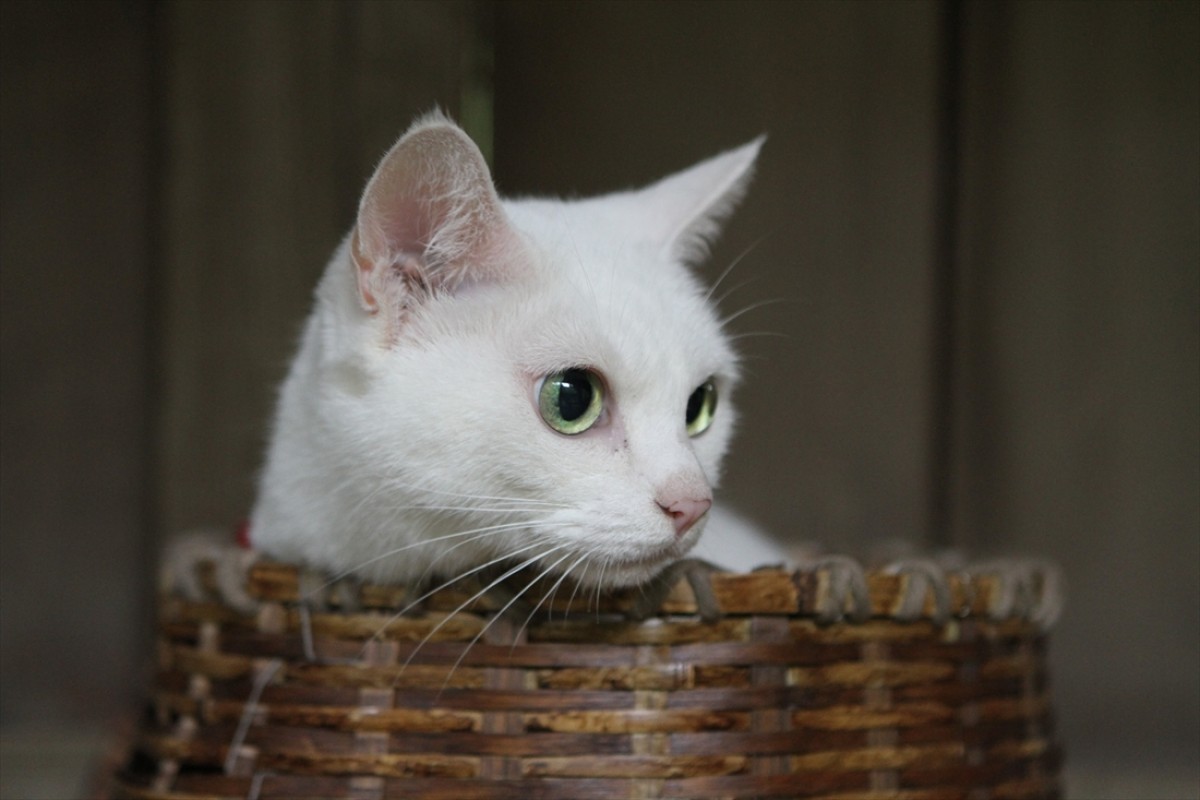 キュン死注意!?　猫好きにはたまらない激カワ『猫侍』フォト特集