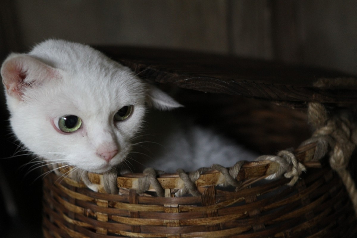 キュン死注意!?　猫好きにはたまらない激カワ『猫侍』フォト特集