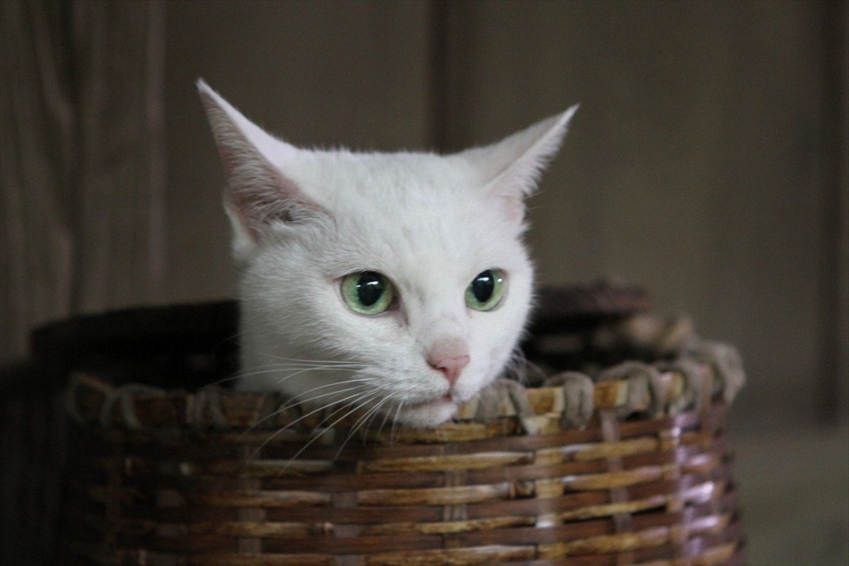 キュン死注意!?　猫好きにはたまらない激カワ『猫侍』フォト特集