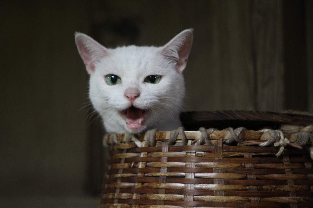 キュン死注意!?　猫好きにはたまらない激カワ『猫侍』フォト特集