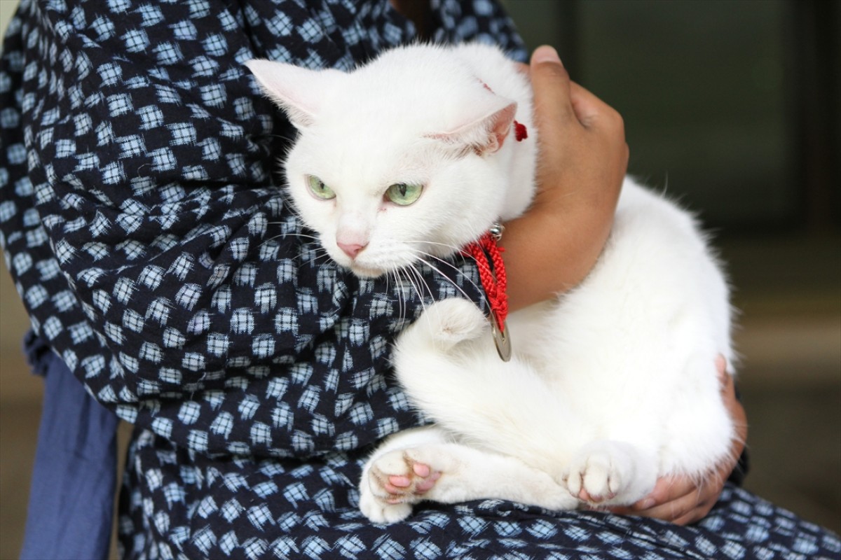 キュン死注意!?　猫好きにはたまらない激カワ『猫侍』フォト特集