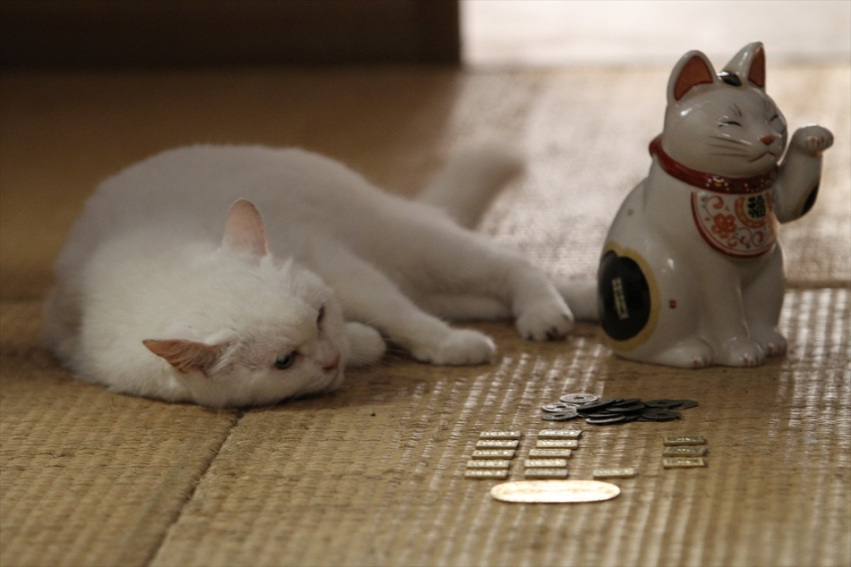 キュン死注意!?　猫好きにはたまらない激カワ『猫侍』フォト特集
