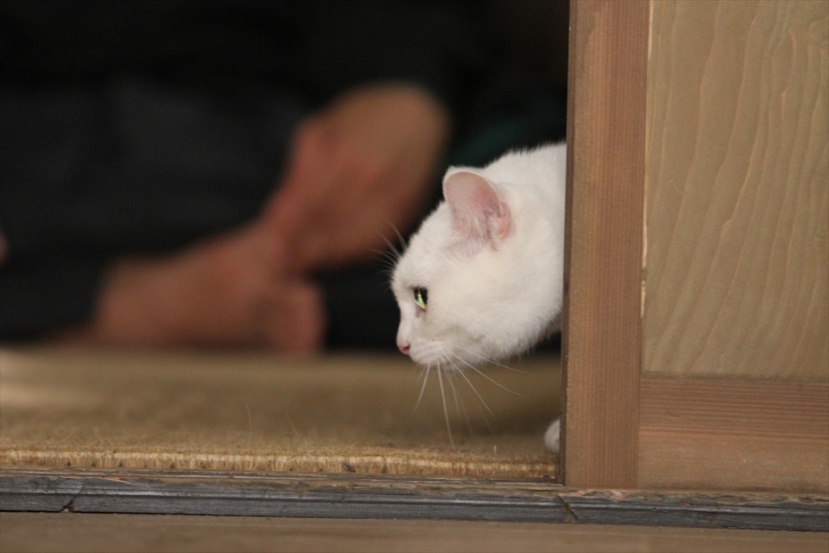 キュン死注意!?　猫好きにはたまらない激カワ『猫侍』フォト特集