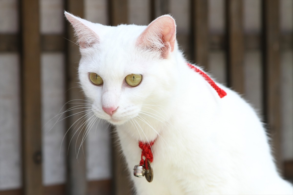 キュン死注意!?　猫好きにはたまらない激カワ『猫侍』フォト特集