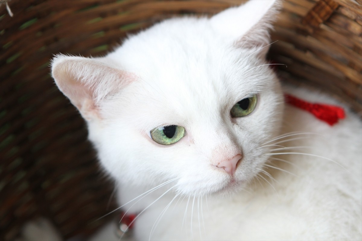 キュン死注意!?　猫好きにはたまらない激カワ『猫侍』フォト特集