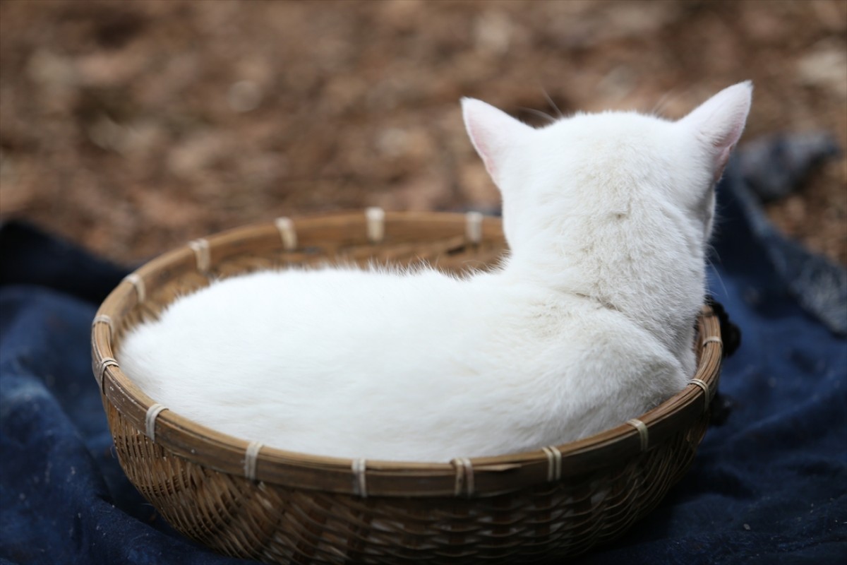 キュン死注意!?　猫好きにはたまらない激カワ『猫侍』フォト特集