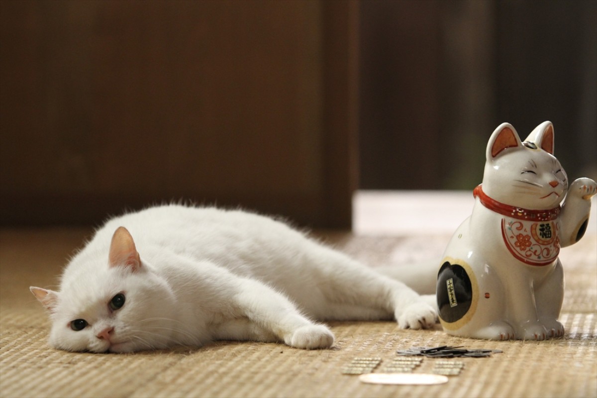 キュン死注意!?　猫好きにはたまらない激カワ『猫侍』フォト特集