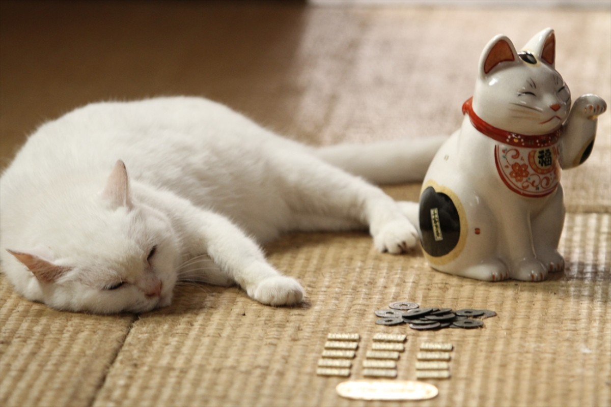 キュン死注意!?　猫好きにはたまらない激カワ『猫侍』フォト特集