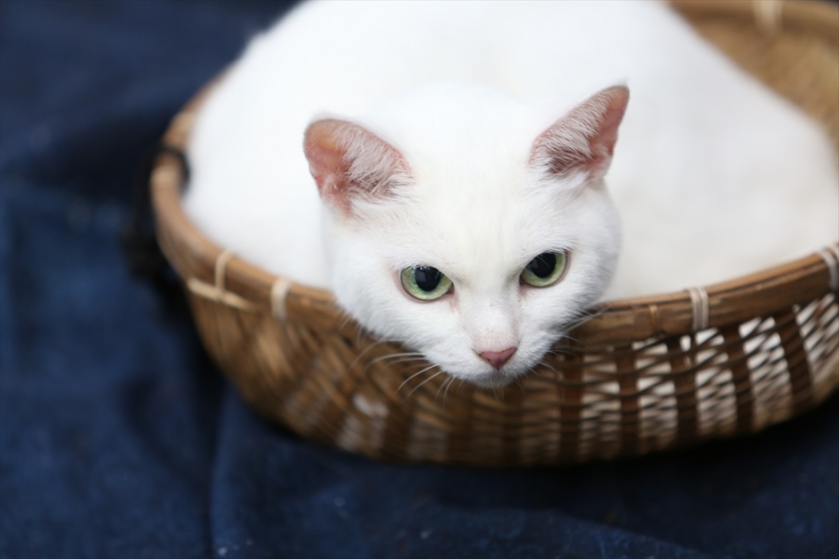 キュン死注意!?　猫好きにはたまらない激カワ『猫侍』フォト特集