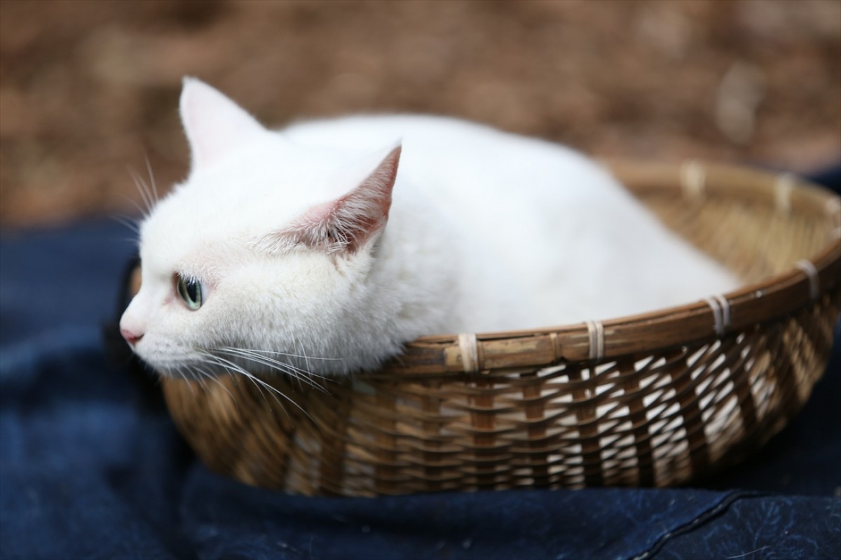 キュン死注意!?　猫好きにはたまらない激カワ『猫侍』フォト特集
