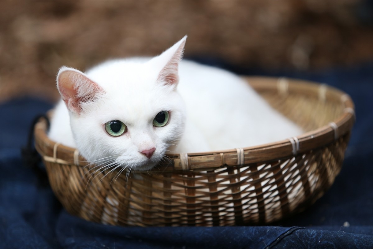 キュン死注意!?　猫好きにはたまらない激カワ『猫侍』フォト特集