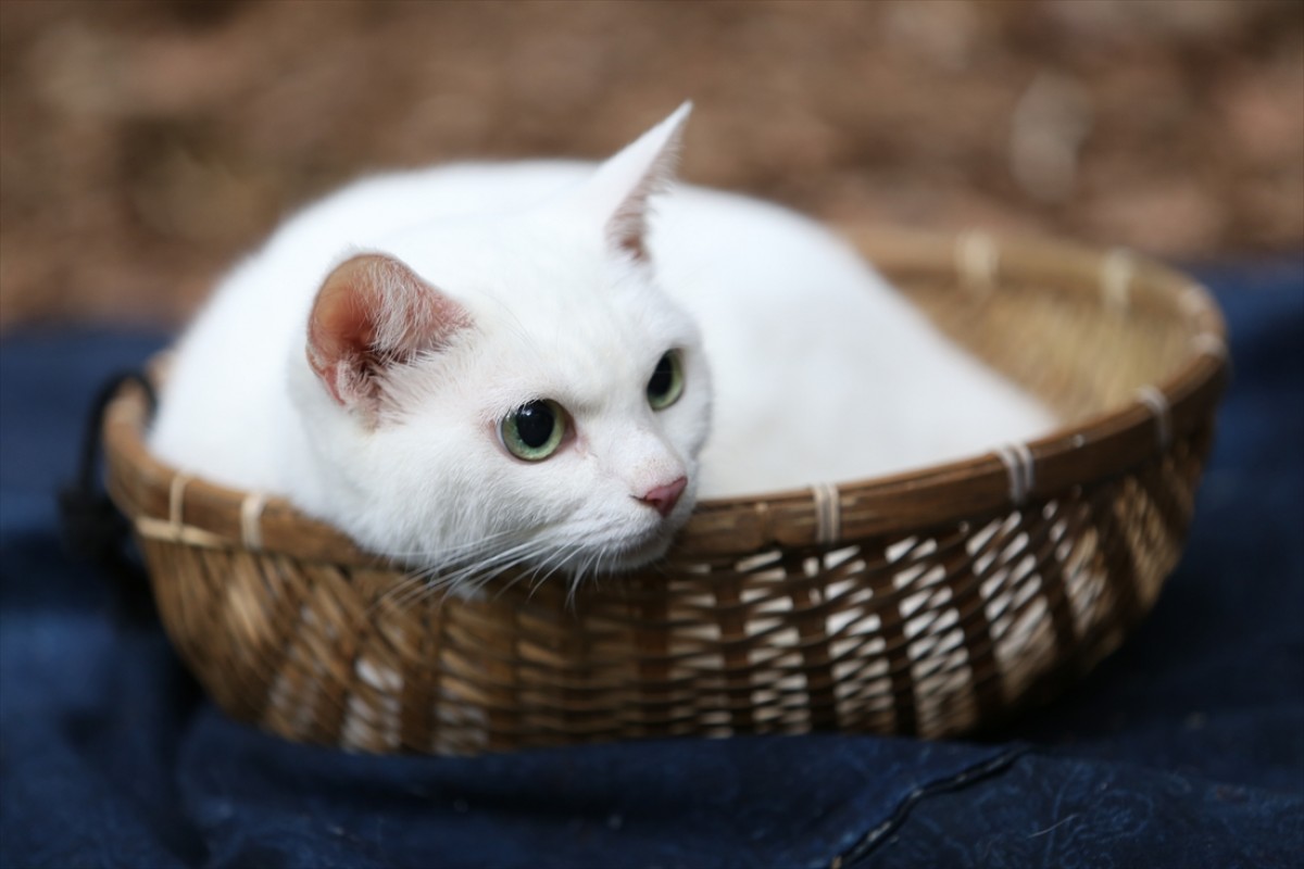キュン死注意!?　猫好きにはたまらない激カワ『猫侍』フォト特集