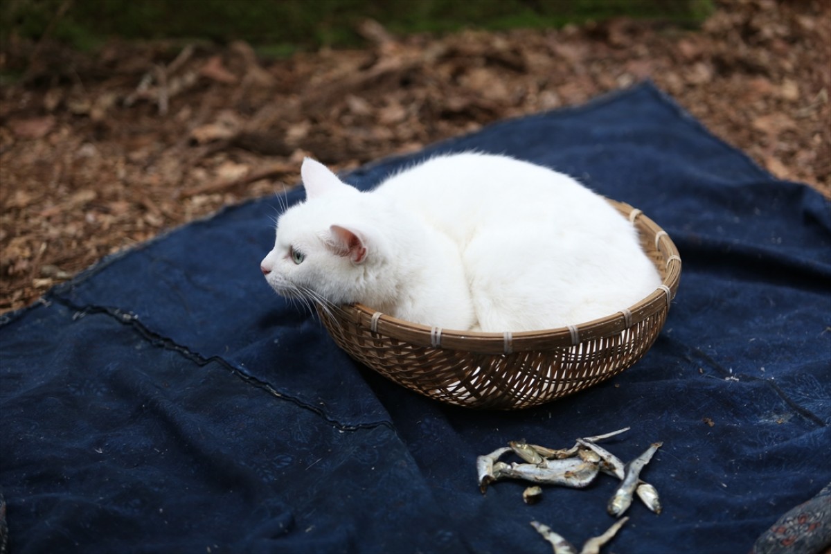 キュン死注意!?　猫好きにはたまらない激カワ『猫侍』フォト特集