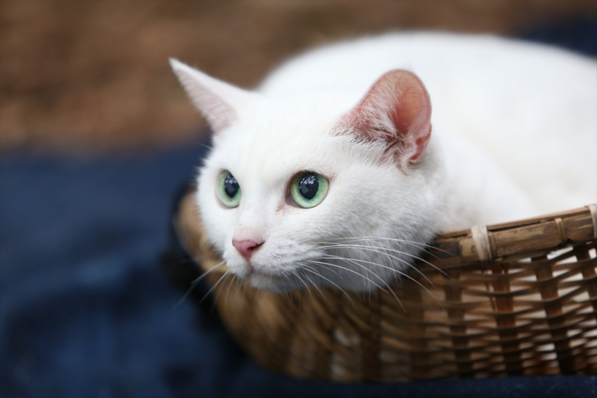 キュン死注意!?　猫好きにはたまらない激カワ『猫侍』フォト特集