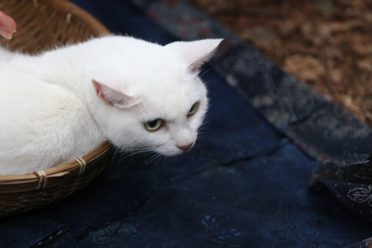 キュン死注意!?　猫好きにはたまらない激カワ『猫侍』フォト特集